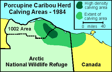 Porcupine Caribou herd calving locations, 1984