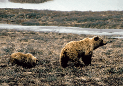 brown bear and cub