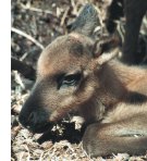 caribou calf