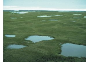 arctic coastal plain 
on Alaska's North Slope