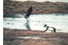 arctic fox chasing goose