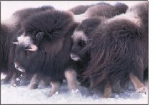 young muskoxen