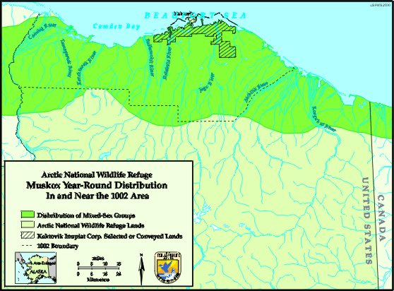 map showing muskox are found across Refuge  
coastal plane