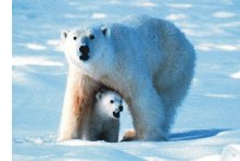 Polar bear sow and cub
