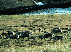 Porcupine Caribou herd