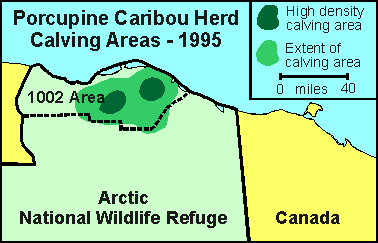 Porcupine Caribou herd calving locations, 1995