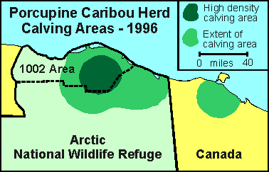 Porcupine Caribou herd calving locations, 1996
