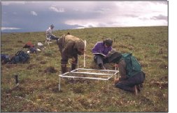 botanists studying 
tundra plants