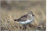 Baird's sandpiper