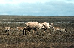 Caribou cows and their calves