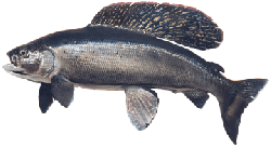 arctic grayling