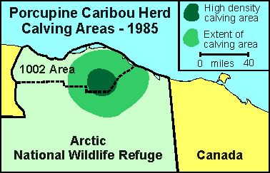 Porcupine Caribou herd calving locations, 1985