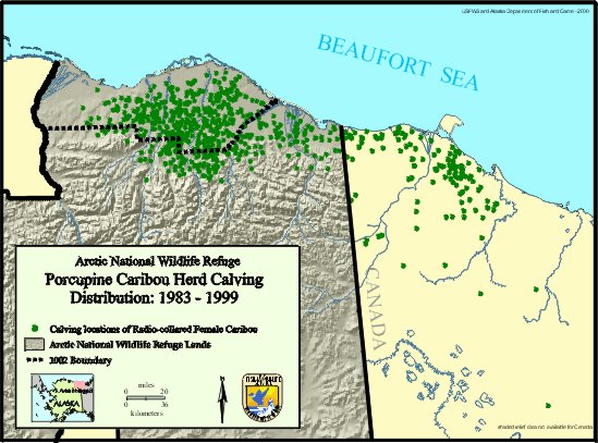 map of caribou calf birth 
locations showing most calving in 1002 area
