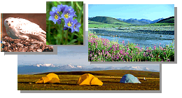 owl, flower, tents, river